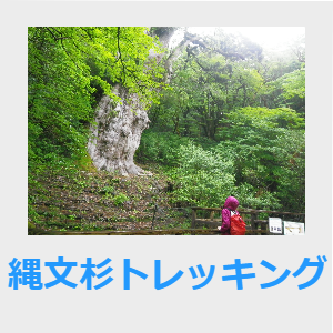 縄文杉トレッキング