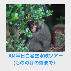 AM半日白谷雲水峡ツアー