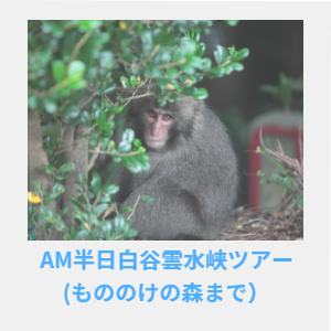 AM半日白谷雲水峡ツアー