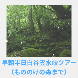 早朝半日白谷雲水峡ツアー