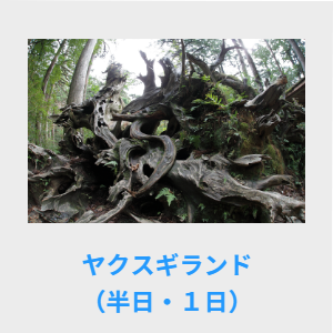 ヤクスギランド