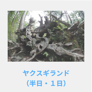 ヤクスギランド