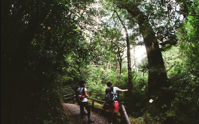 屋久島 太忠岳 トレッキングガイドツアー 屋久島ガイドクラブ 屋久島 太忠岳 トレッキングガイドツアー 屋久島ガイドクラブ