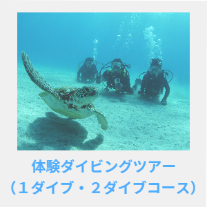 体験ダイビングツアー