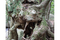 ikuma