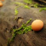 自然とふれてコケの森☆