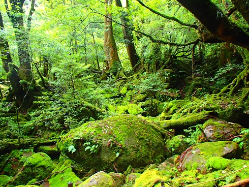 静かで素敵な森 Yakushima Tour Blog