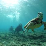 ウミガメだらけの屋久島の海♪