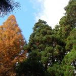 冬らしく縄文杉☆