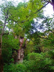 屋久島縄文杉