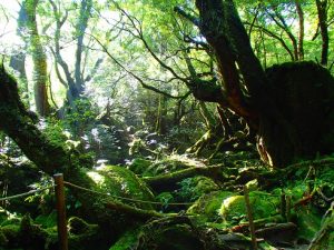 光の綺麗な森で Yakushima Tour Blog