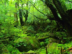 苔むす森