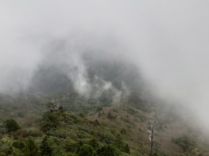 屋久島白谷雲水峡