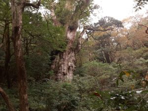 屋久島縄文杉