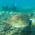 無重力の水中でウミガメとのんびり♪