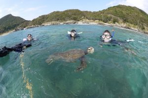 屋久島ウミガメ