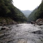 雨後の川は。