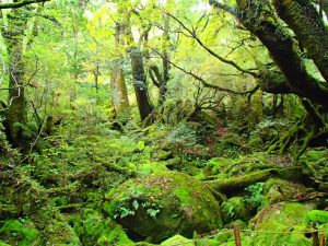 苔むす森