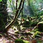 癒しは森林浴で。