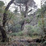 暑さも戻る縄文杉☆