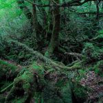 冬の白谷
