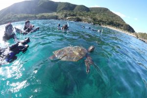 屋久島　ウミガメ