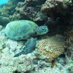 午後からもウミガメとシュノーケル♪