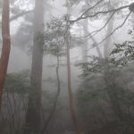 霧の中の縄文杉☆