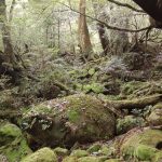 半日で楽しむ苔むす森☆