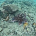 バラエティー豊かな屋久島の海♪