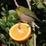 南部はポカポカ陽気♪