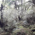 蒸し暑く苔の森☆