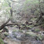 贅沢に森と川遊び☆