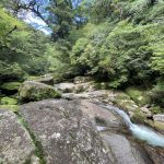 針葉樹の森へ