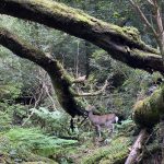 秋の白谷雲水峡を堪能