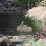 屋久島の動物たちに会いに♪