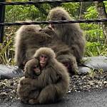 野生動物祭り
