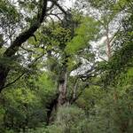 緑溢れる縄文杉