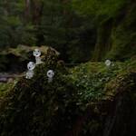 まさかの雨！