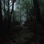霧深き森。