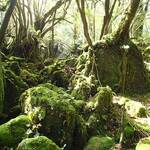 苔むす白谷雲水峡。