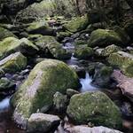 気持ちの良すぎる森歩き