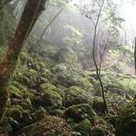 白い森の世界にて。